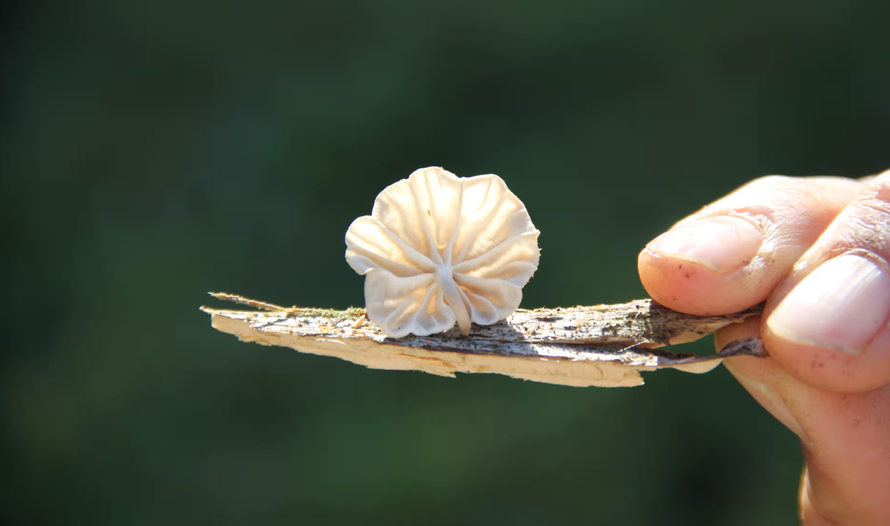 Loại nấm thuộc chi Marasmius. Ảnh: Giuliana Furci.