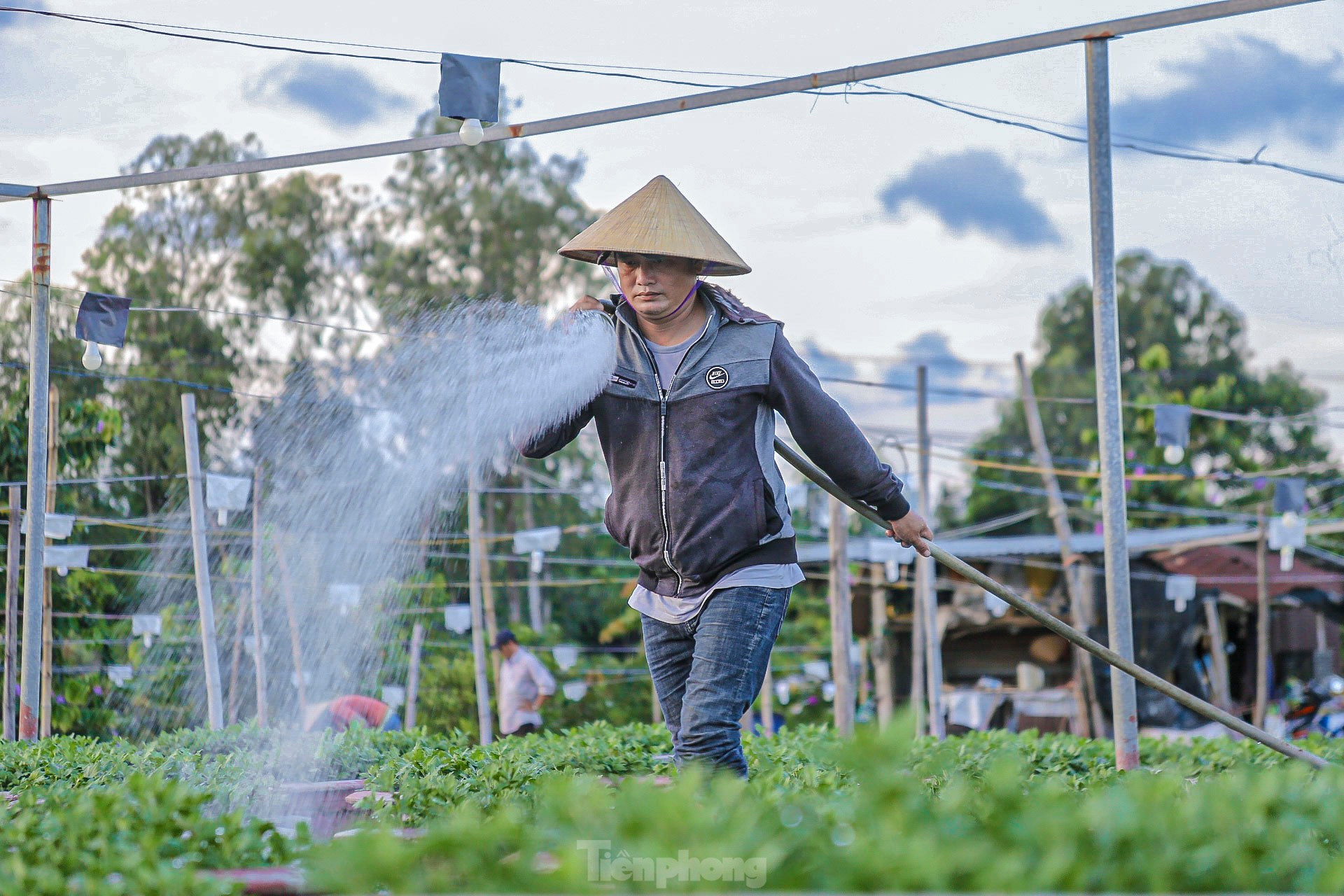 Cảnh tượng đẹp lung linh ở làng hoa lớn nhất Đà Nẵng khi vào vụ Tết ảnh 10