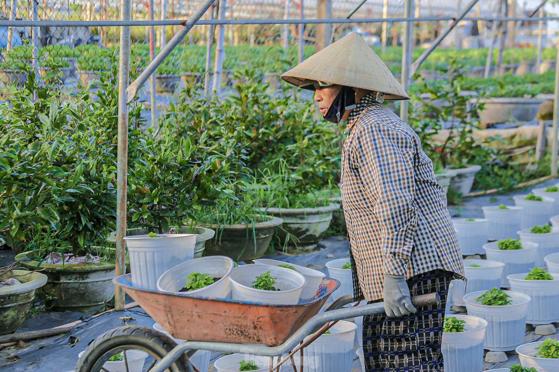 Cảnh tượng đẹp lung linh ở làng hoa lớn nhất Đà Nẵng khi vào vụ Tết ảnh 8