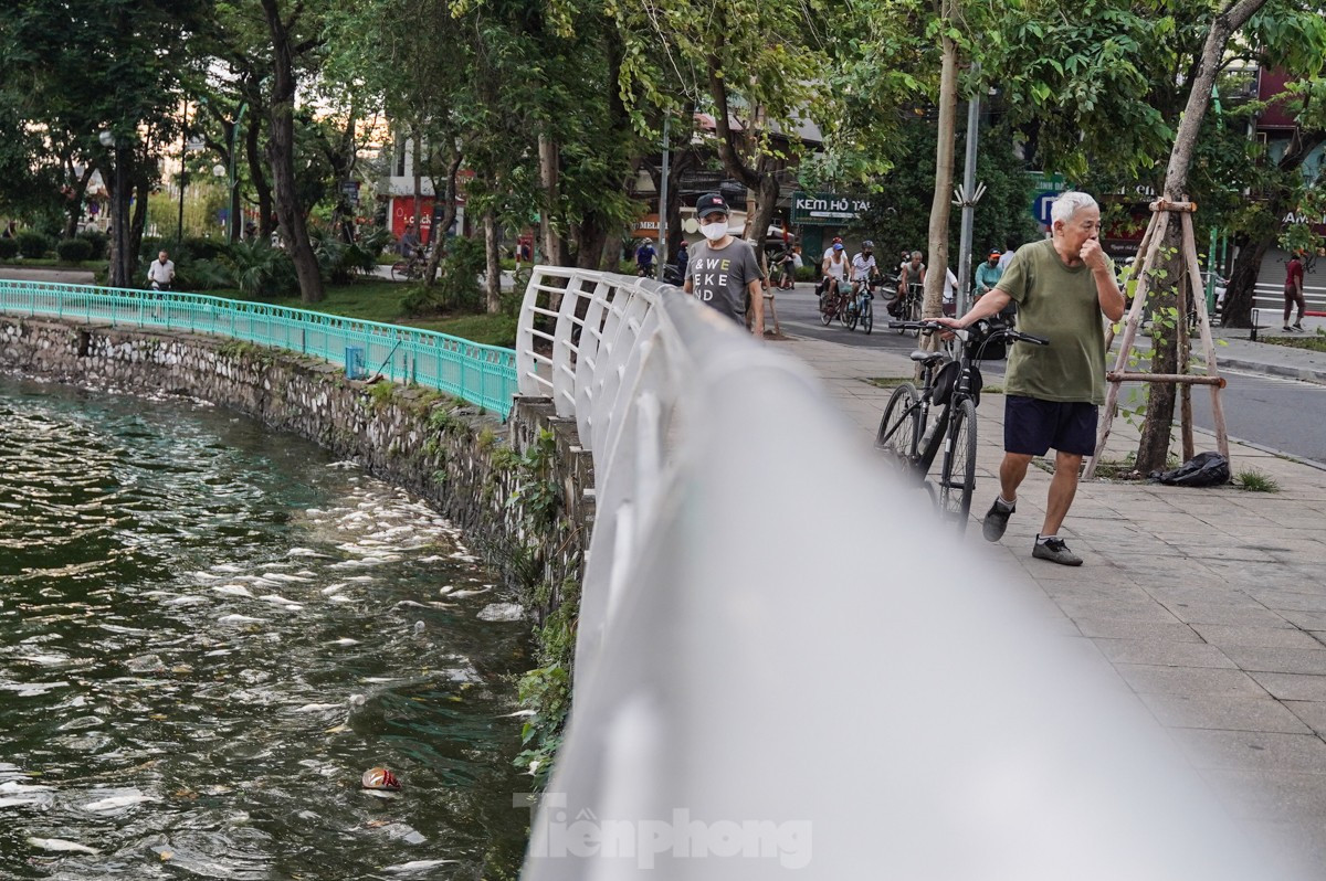 Người dân Thủ đô 'đau đầu nhức óc' vì mùi hôi thối do cá chết trắng tại Hồ Tây ảnh 11