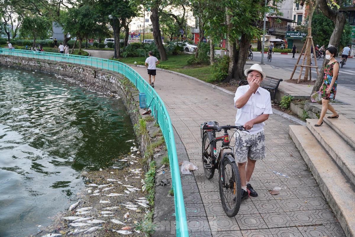 Người dân Thủ đô 'đau đầu nhức óc' vì mùi hôi thối do cá chết trắng tại Hồ Tây ảnh 10