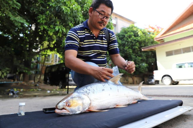 Tìm lại loài cá ‘ma’ khổng lồ trên sông Mekong ảnh 2