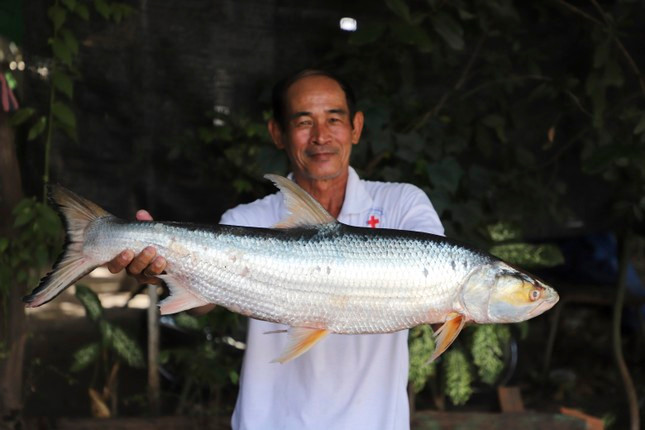 Tìm lại loài cá ‘ma’ khổng lồ trên sông Mekong ảnh 1