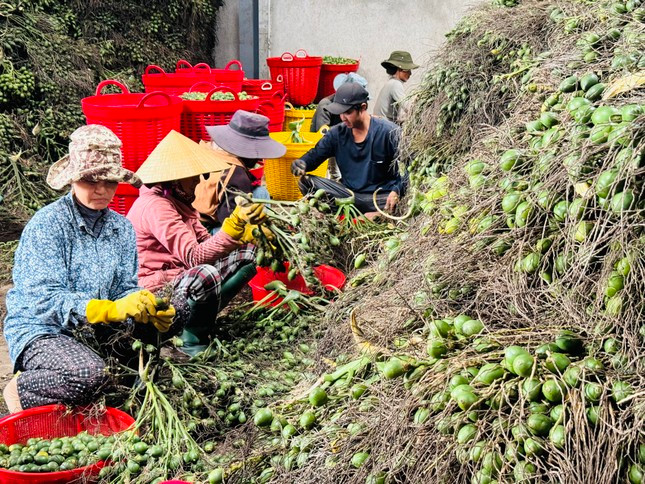 Thương lái Trung Quốc 'quay xe', giá cau ở Quảng Ngãi lao dốc ảnh 3