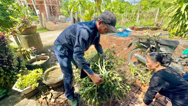 Thương lái Trung Quốc 'quay xe', giá cau ở Quảng Ngãi lao dốc ảnh 2