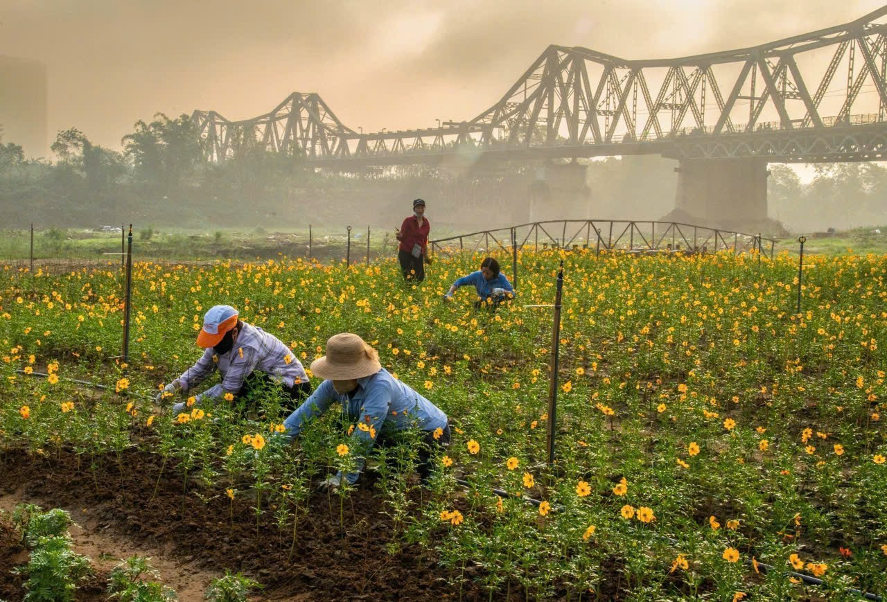 Lạc giữa cánh đồng hoa cúc vàng tuyệt đẹp dưới chân cầu Long Biên ảnh 10