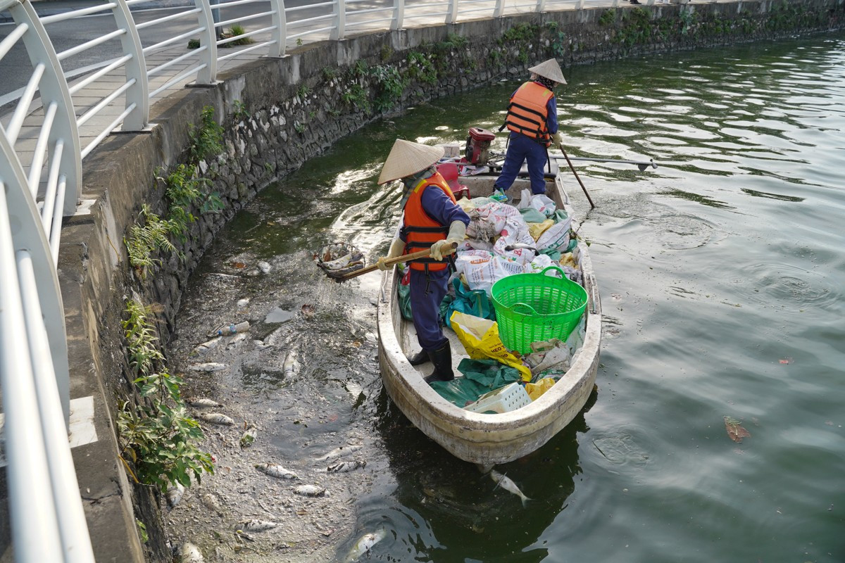 Cá chết trắng Hồ Tây, công nhân môi trường nỗ lực dọn dẹp ảnh 3