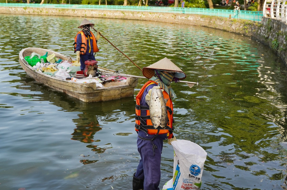 Cá chết trắng Hồ Tây, công nhân môi trường nỗ lực dọn dẹp ảnh 7