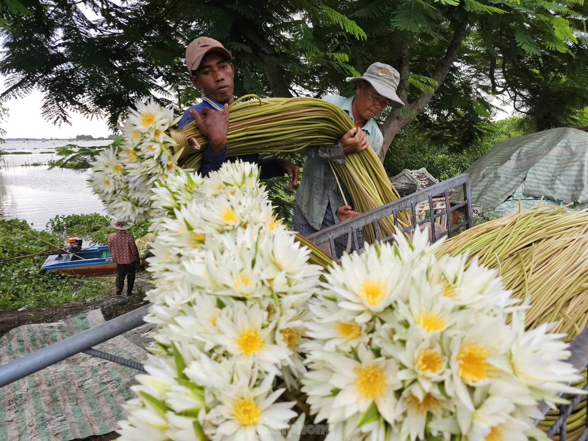 Tận thấy bông súng dài 3m ở đầu nguồn lũ ảnh 9