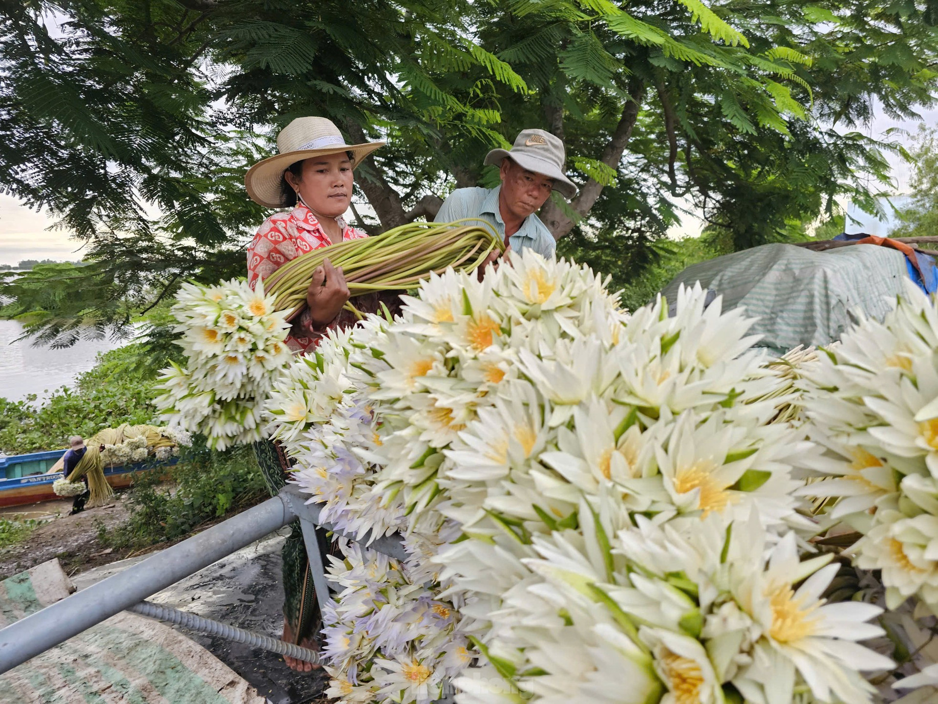 Tận thấy bông súng dài 3m ở đầu nguồn lũ ảnh 4