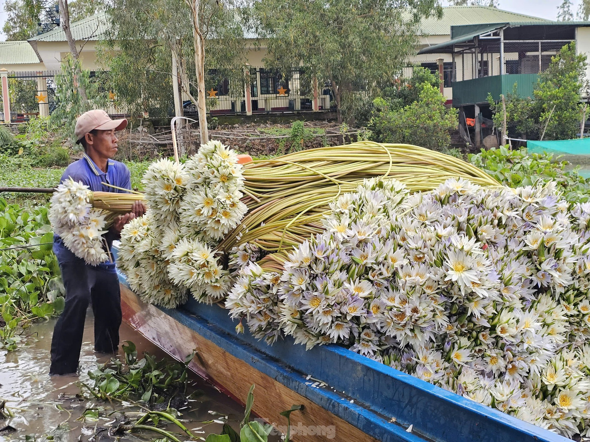 Tận thấy bông súng dài 3m ở đầu nguồn lũ ảnh 5