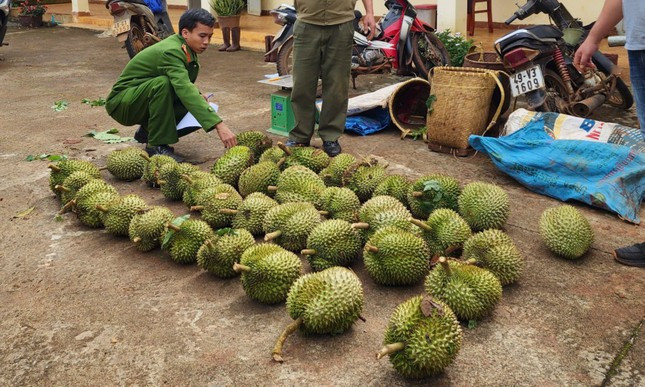 Công an cùng người dân mật phục bắt nhóm trộm sầu riêng ở Lâm Đồng ảnh 2