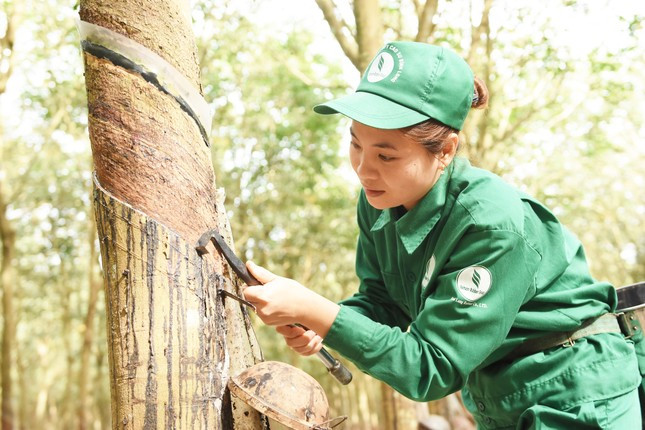 17 năm phát triển cao su miền núi phía Bắc: Thành quả trên vùng đất khó ảnh 2