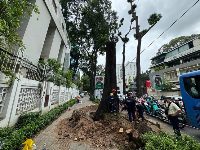 TPHCM khẩn trương ứng phó bão số 6 Trà Mi ảnh 1