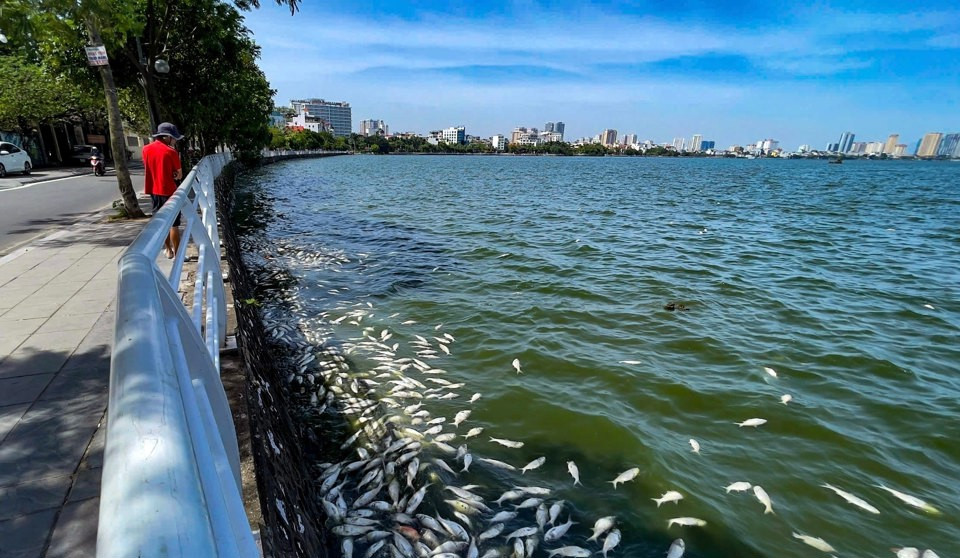 Hiện tượng cá chết, số lượng không nhiều tại Hồ Tây tập trung tại một số khu vực trên trục đường Thanh Niên, Nguyễn Đình Thi, Trích Sài. Ảnh: Hương Ly.