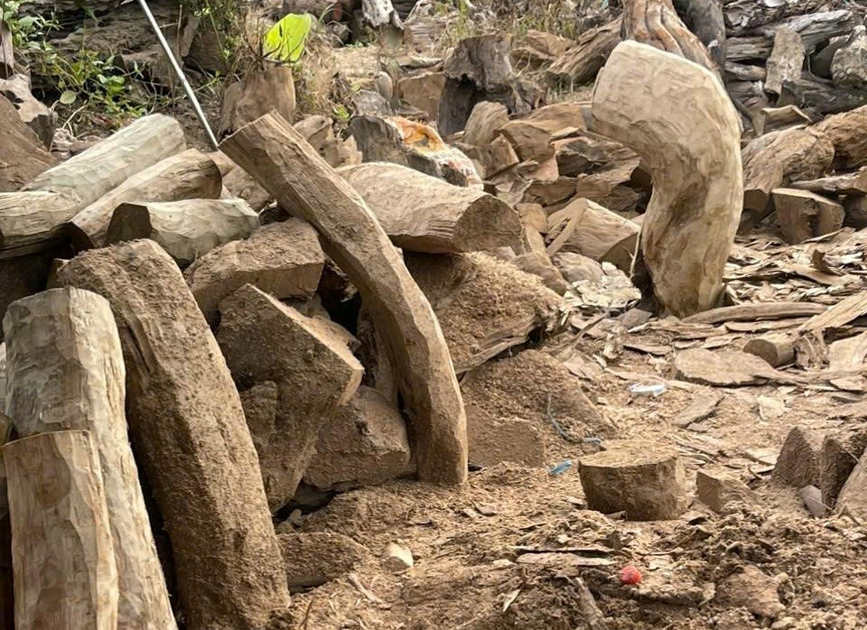 Loài cây ‘vô sinh’ sắp biến mất khỏi tự nhiên, Việt Nam là nước duy nhất trên thế giới có quần thể mọc tự nhiên - ảnh 4