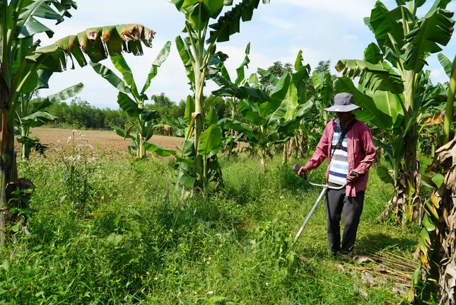 Trồng chuối đuổi rác ảnh 1