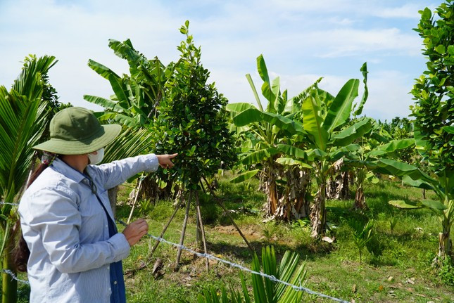 Trồng chuối đuổi rác ảnh 4