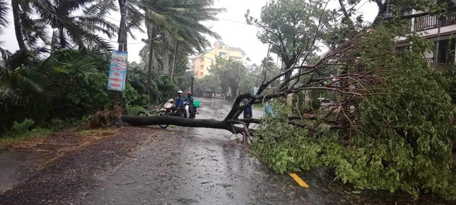 Quảng Nam mưa lớn, gió giật bật gốc cây ở Hội An ảnh 1