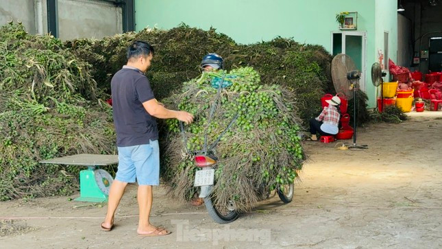 Thấy gì từ việc giá cau tăng sốc rồi ‘bốc hơi’? ảnh 1