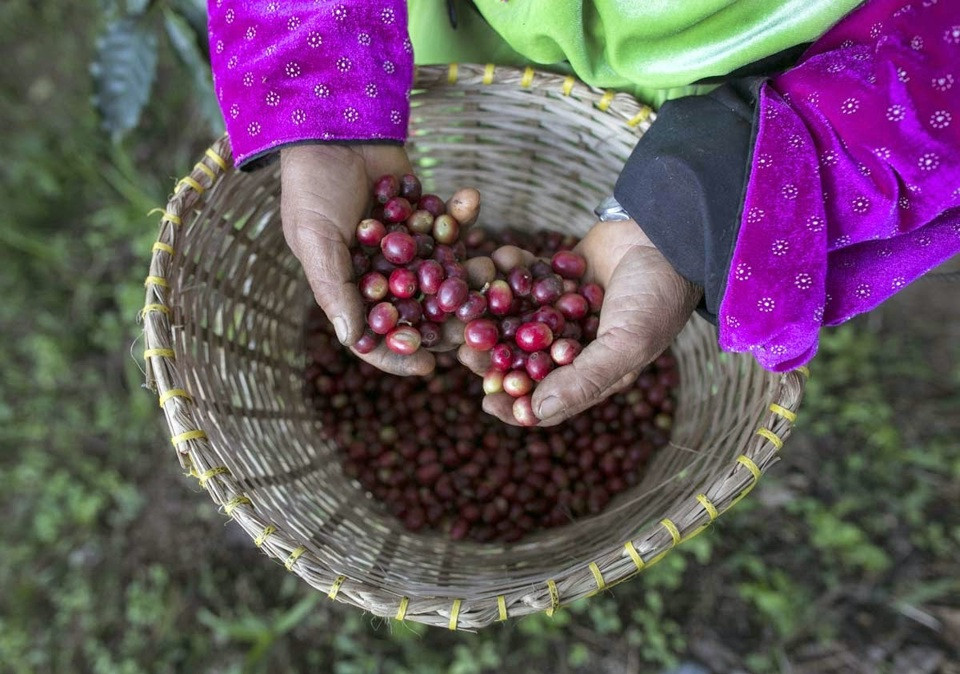 Giá cà phê hôm nay 29/10: tiếp tục tăng, Robusta thêm gần 100 USD/tấn