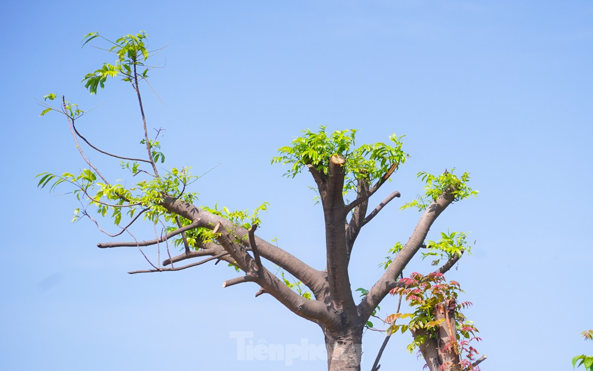 Tận thấy bãi tập kết cây đổ do bão YAGI chờ ngày đấu giá ảnh 13