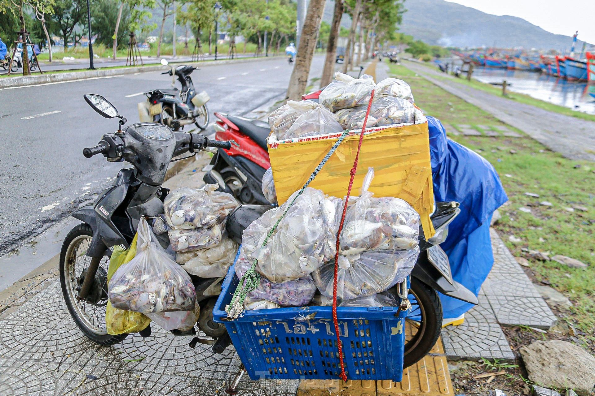 Ngư dân Đà Nẵng đánh bắt gần bờ, thu tiền triệu sau bão ảnh 16