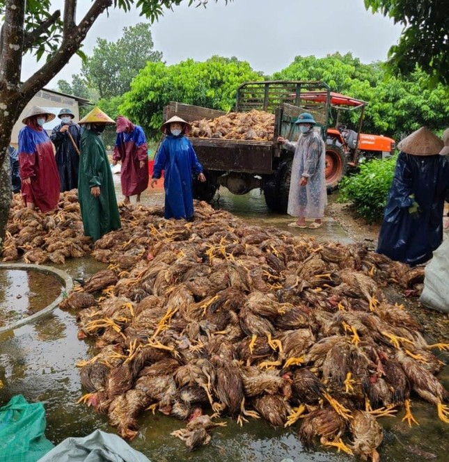 Quảng Bình: Sau đêm lũ, đàn gà 6.000 con chỉ còn vài con thoi thóp ảnh 2