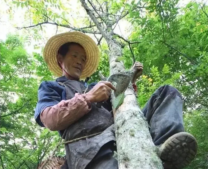 Loại cây ‘sát thủ’ được xếp vào ‘tam độc’ nhưng trong thân lại chứa ‘vàng lỏng’ giá trị cao - ảnh 2