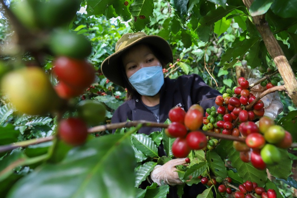 Giá cà phê hôm nay 31/10: tăng trở lại, Robusta phục hồi sau ngày giảm mạnh