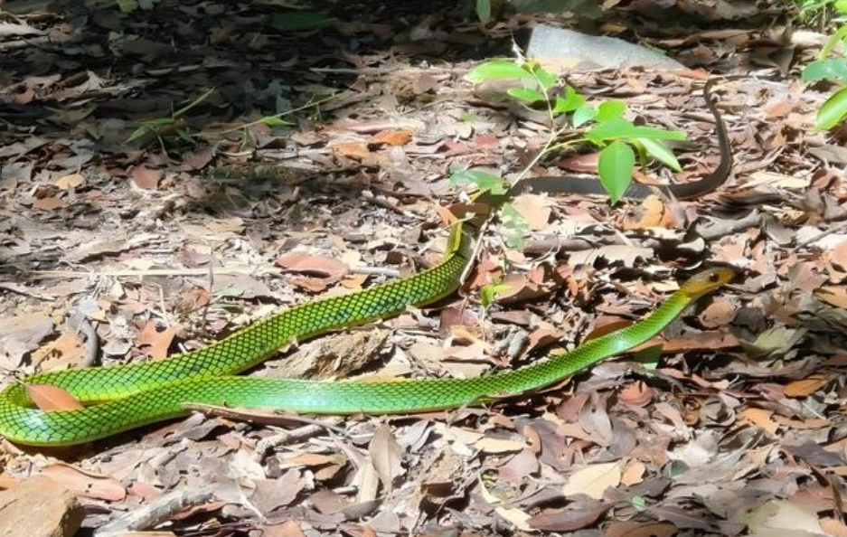 Phát hiện 1 loài vật ‘mới toanh’ tại dãy Bạch Mã Việt Nam: Là 1 cá thể riêng biệt, chưa từng có trên thế giới - ảnh 2