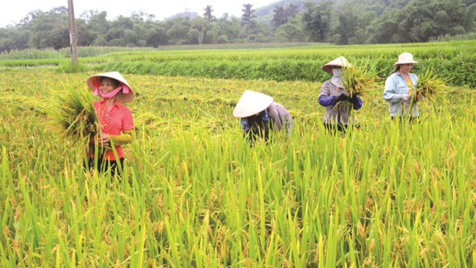 Giá lúa gạo hôm nay 1/11: gạo thành phẩm giảm nhẹ 50 đồng/kg. Ảnh minh họa.