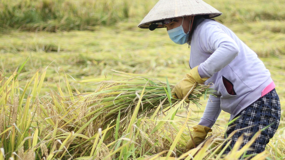 Giá lúa gạo hôm nay 2/11: giá lúa tăng bật tăng. Ảnh minh họa.