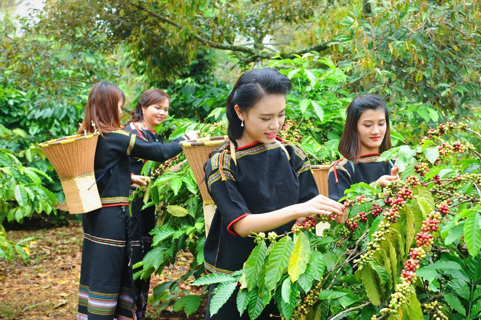 Giá cà phê hôm nay 3/11: Robusta có tuần giảm mạnh thứ 5 liên tiếp.