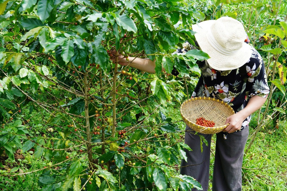 Giá cà phê hôm nay 5/11: tăng trở lại phiên đầu tuần nhờ USD giảm