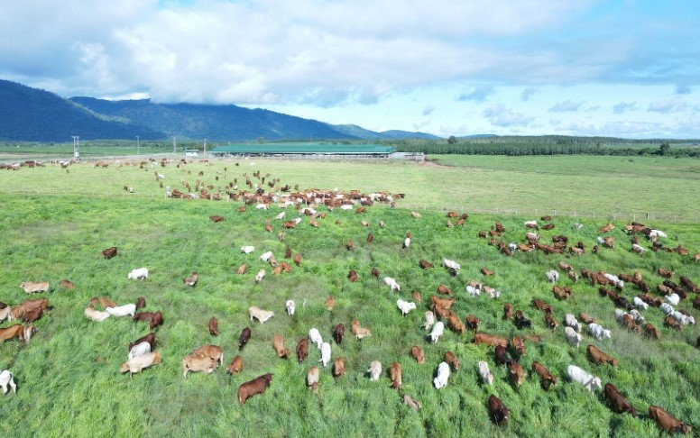 Đang nuôi 35.000 con bò, THACO AGRI tìm cách phát triển chuỗi cung ứng nguyên liệu thức ăn bền vững