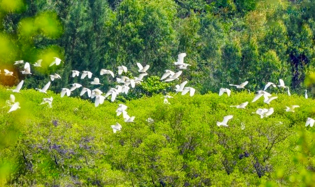 Bất ngờ với rừng ngập mặn giữa lòng khu kinh tế Dung Quất ảnh 4