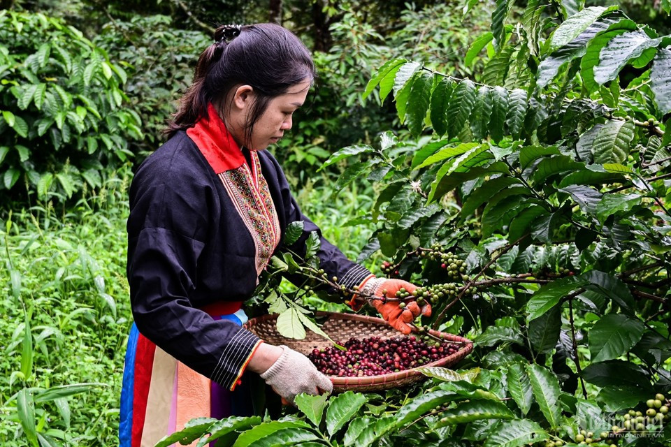 Giá cà phê hôm nay 10/11: Robusta tăng sau hơn 1 tháng liên tục giảm.