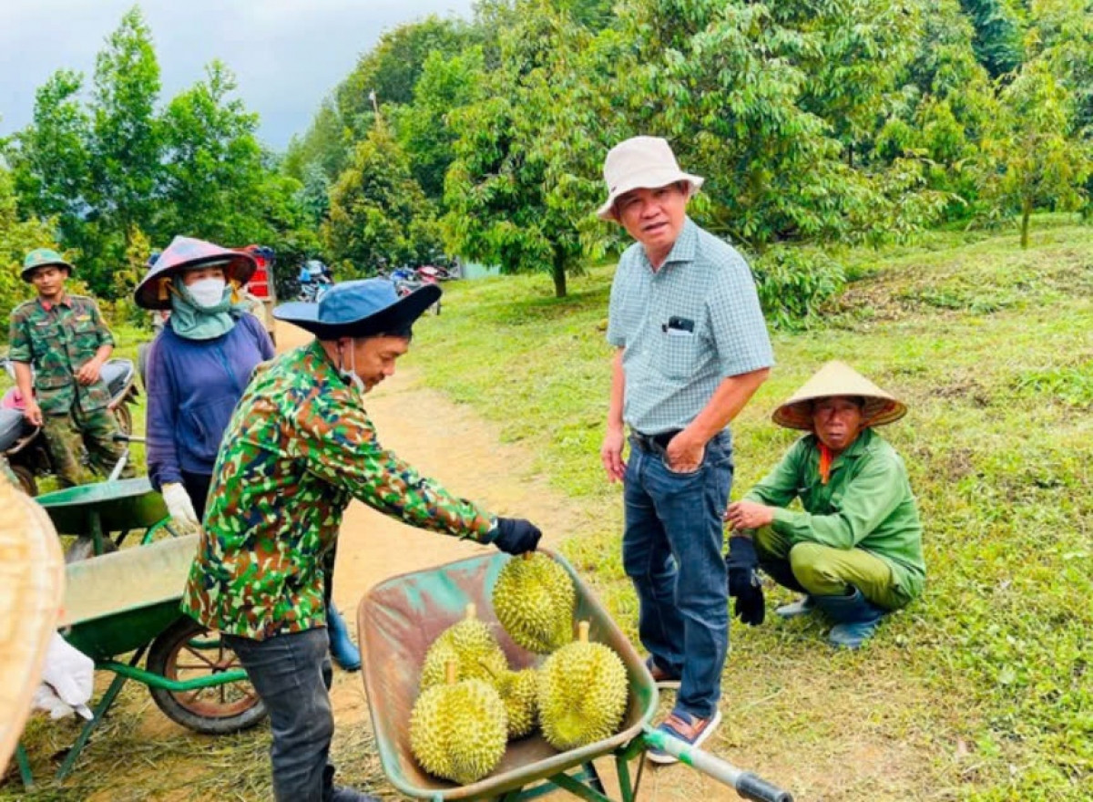 Giá sầu riêng lên cao gấp đôi, cổ phiếu Hoàng Anh Gia Lai (HAG) của bầu Đức trở thành 'hàng hiếm'