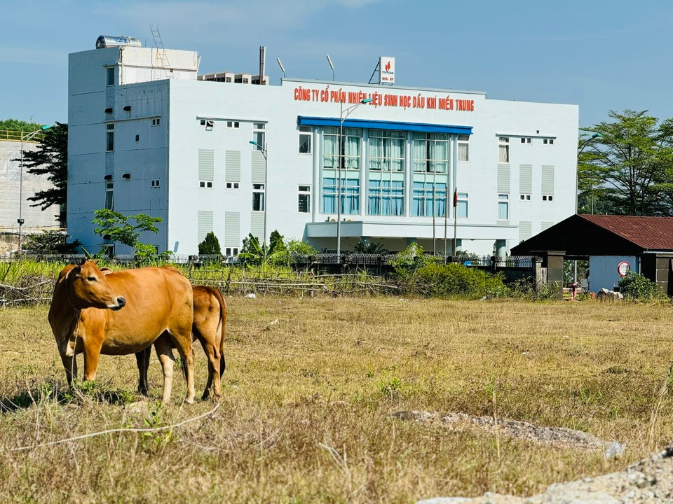 Hiện nay, Nhà máy Ethanol Dung Quất rơi vào tình trạng hoang vắng.