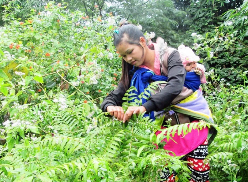 Loài cây ‘hóa thạch’ vị đắng ngắt nhưng được săn lùng bởi công dụng ‘vàng’ giúp ích cho tuổi thọ, lọc khí độc - ảnh 3