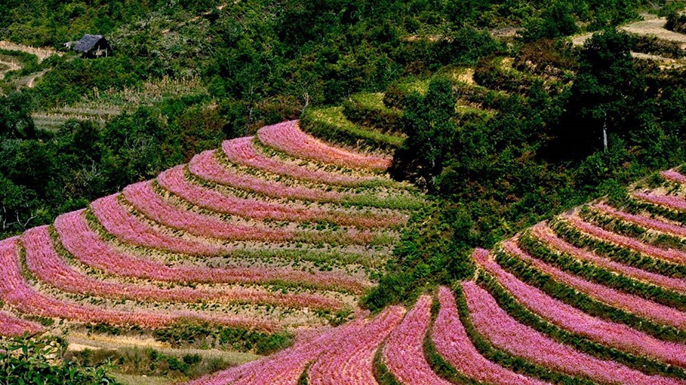 Mùa tam giác mạch rực rỡ trên các nẻo đường Hà Giang - ảnh 2