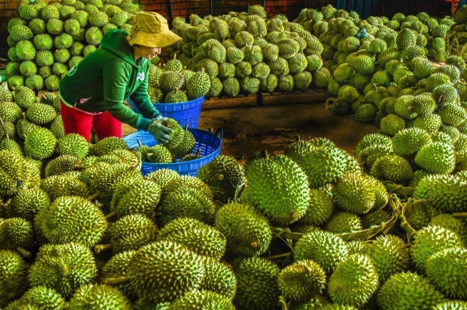 Giá sầu riêng tăng cao chót vót: Người dân lo nhiều hơn mừng