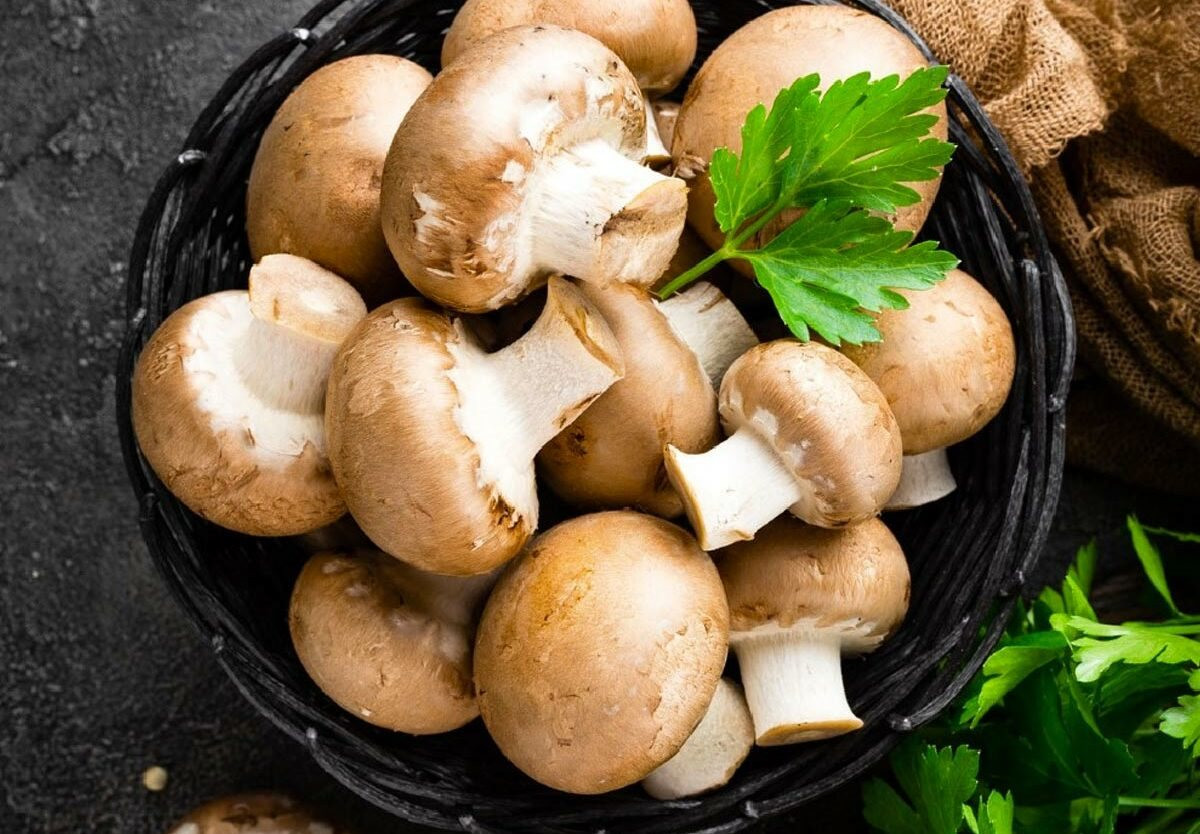 national-mushroom-day-1697701999858704773844(1).jpg