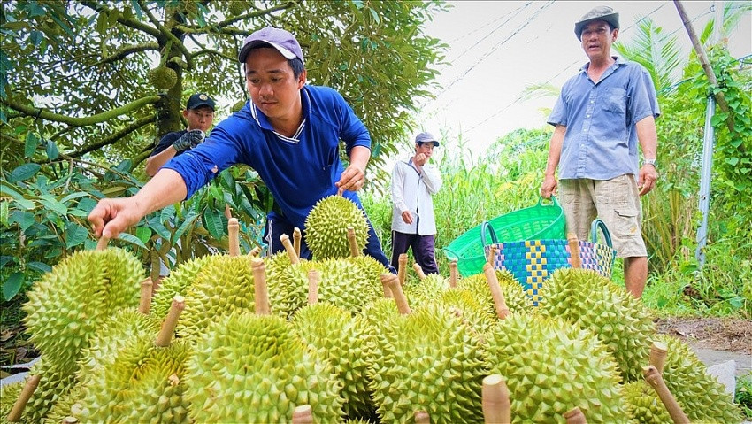 Giá sầu riêng cao kỷ lục, bầu Đức có bán hớ 26.000 gốc sầu riêng tại Lào?