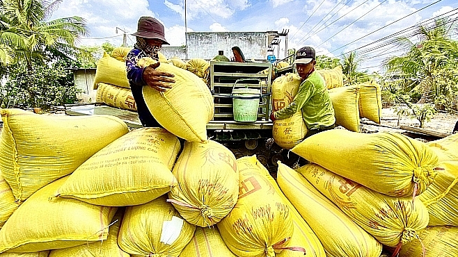 Giá lúa gạo hôm nay 21/11: gạo xuất khẩu giảm mạnh. Ảnh minh họa.