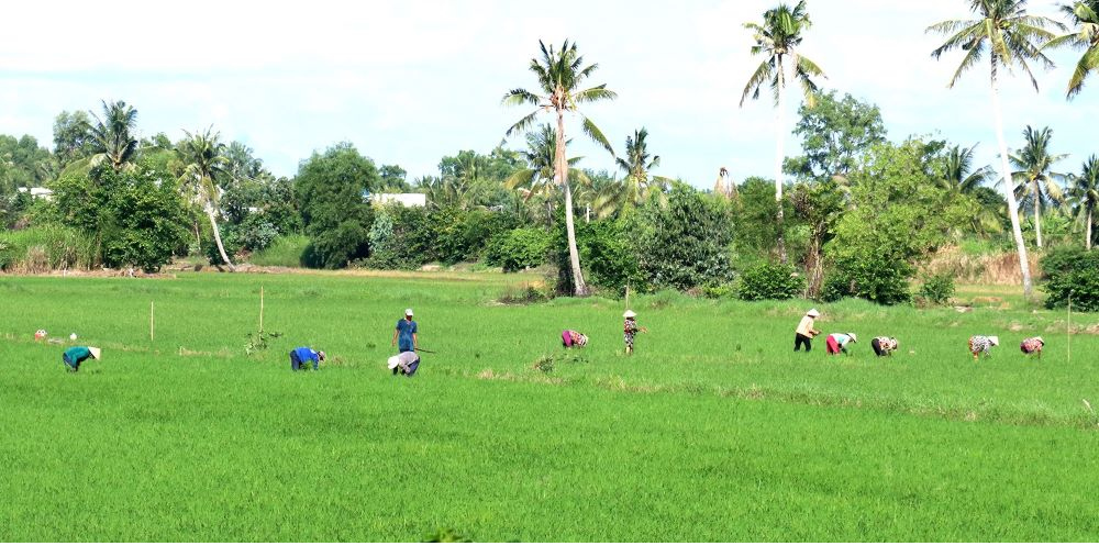 Tỉnh trồng nhiều lúa nhất Việt Nam có đường bờ biển dài 200km, giáp vịnh Thái Lan, sở hữu 2 sân bay lớn - ảnh 2