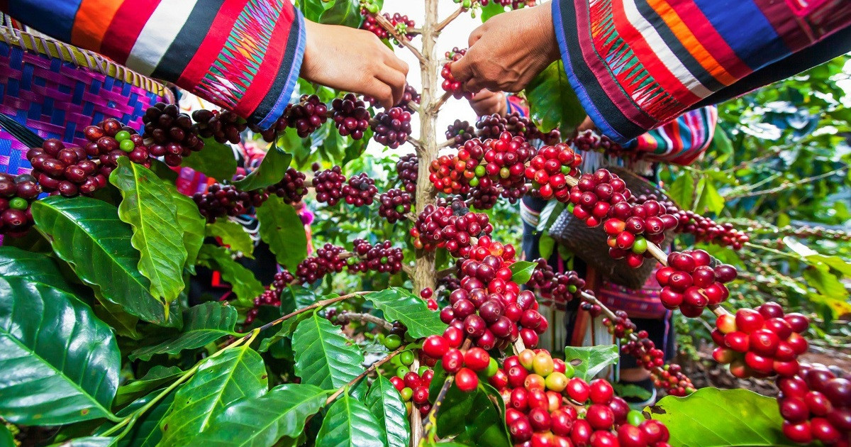 Giá cà phê hôm nay 22/11: Arabica tiếp tục tăng, nguyên nhân vì sao?