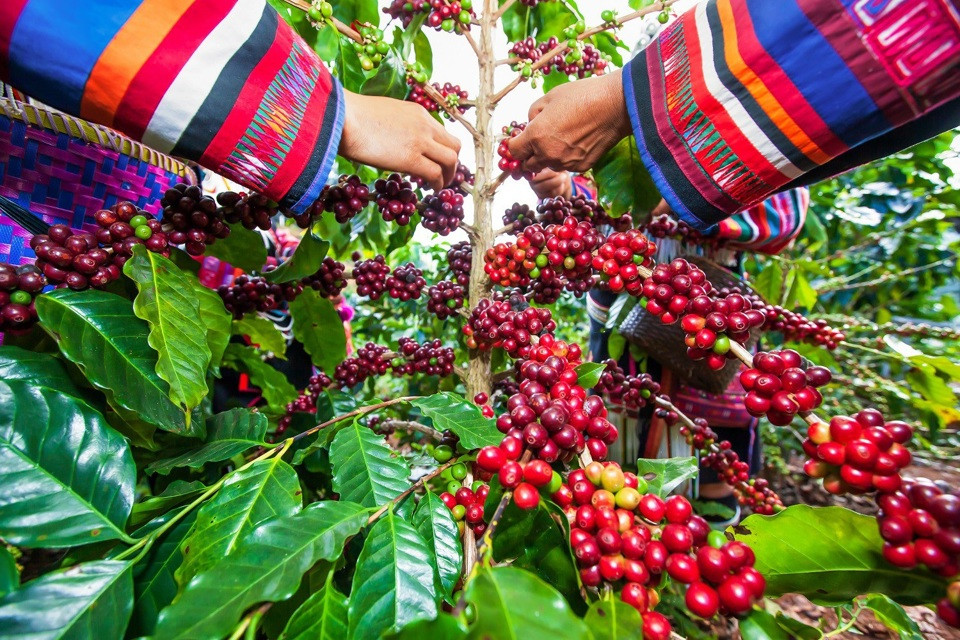 Giá cà phê hôm nay 22/11: Arabica tiếp tục tăng, nguyên nhân vì sao? 