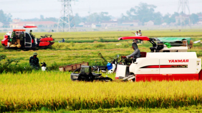 Giá lúa gạo hôm nay 23/11: lúa Thu Đông chào giá cao. Ảnh minh họa.